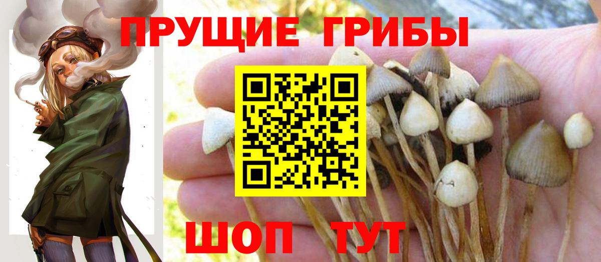 Псилоцибиновые грибы GOLDEN TEACHER  Вход с VPN  Галлюциногенные грибы мицелий  Черногорск 